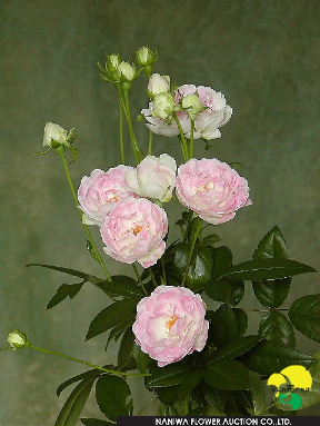 Rosa(Spray) Oldfantasy.jpg